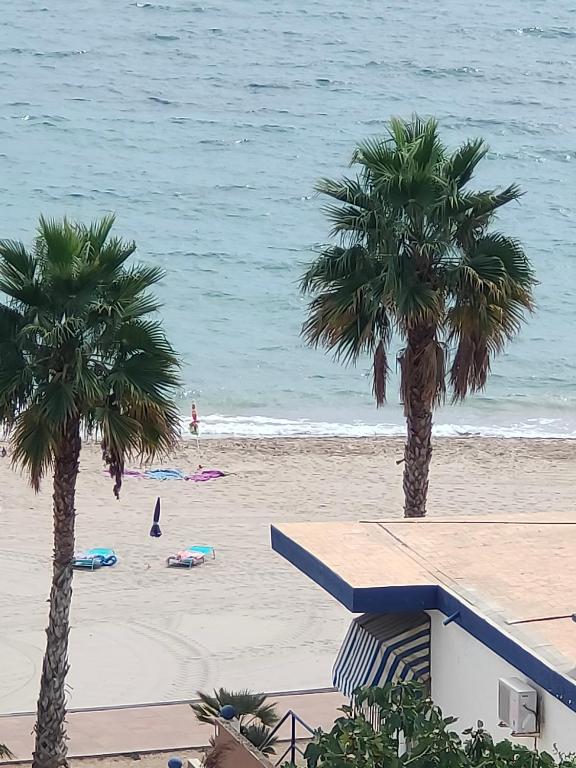 Palm trees on the beach in Alicante